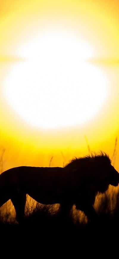 Fond d'écran iPhone Lion Silhouette