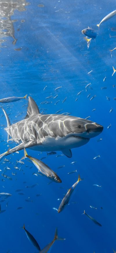 Fond d'écran iPhone Shark Fish