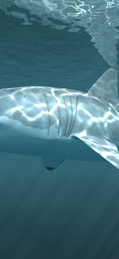 Fond d'écran iPhone Shark