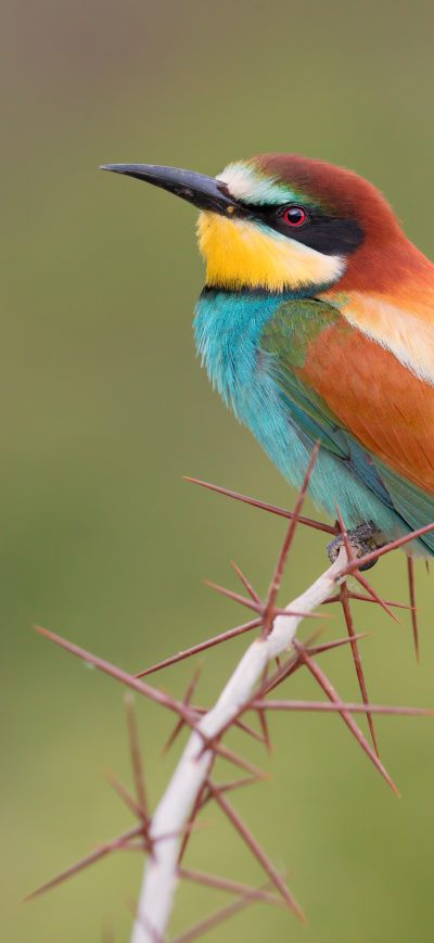Fond d'écran iPhone Bee Eater Bird 5k