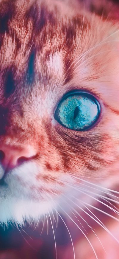 Fond d'écran iPhone Cat Glowing Eyes