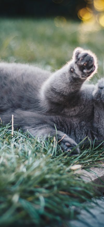 Fond d'écran iPhone Gray Cat In Grass 4k