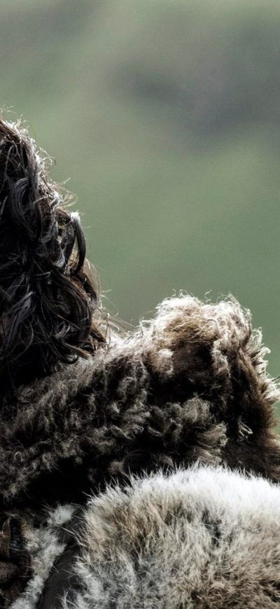 Fond d'écran iPhone John Snow In Game Of Thrones 2