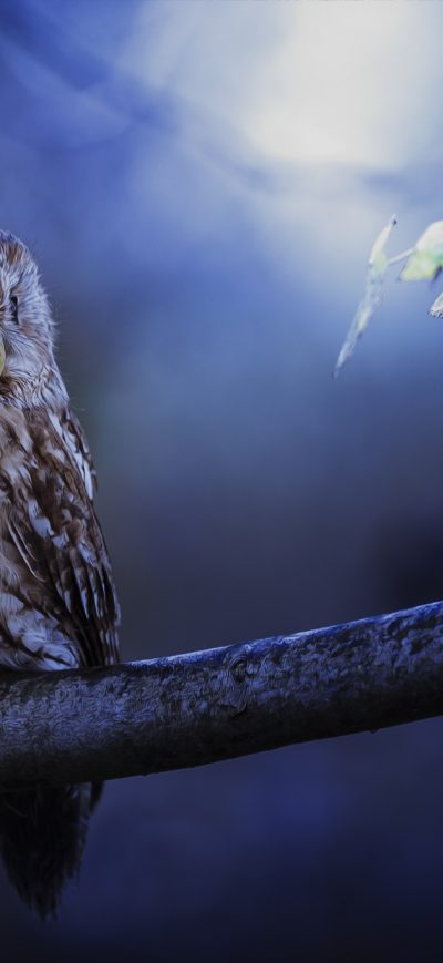 Fond d'écran iPhone Tawny Owl In Moonlight