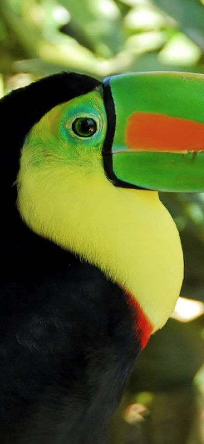 Fond d'écran Toucan sur iPhone