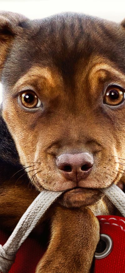Fond d'écran iPhone A Dogs Way Home Movie 2019