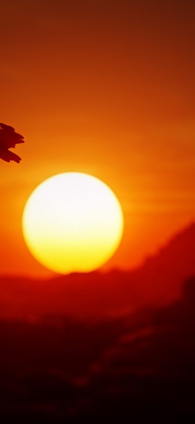 Fond d'écran iPhone Assassins Creed Origins Eagle 4k