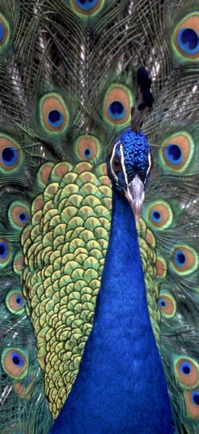 Fond d'écran iPhone Peacocks