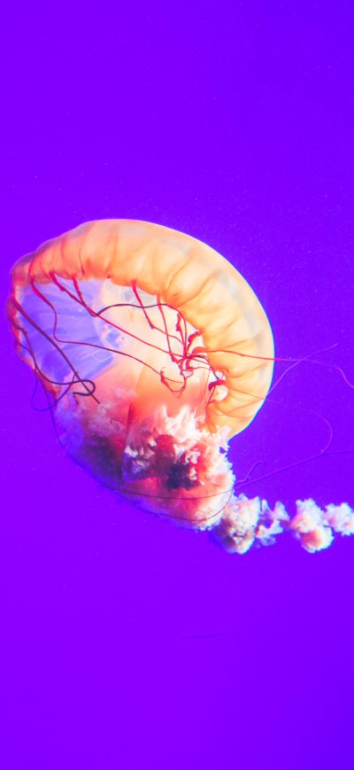 Fond d'écran iPhone Jellyfish 12k