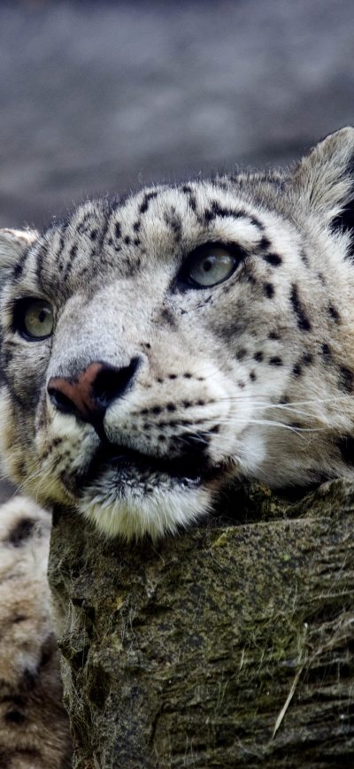 Fond d'écran iPhone Snow Leopard Hd