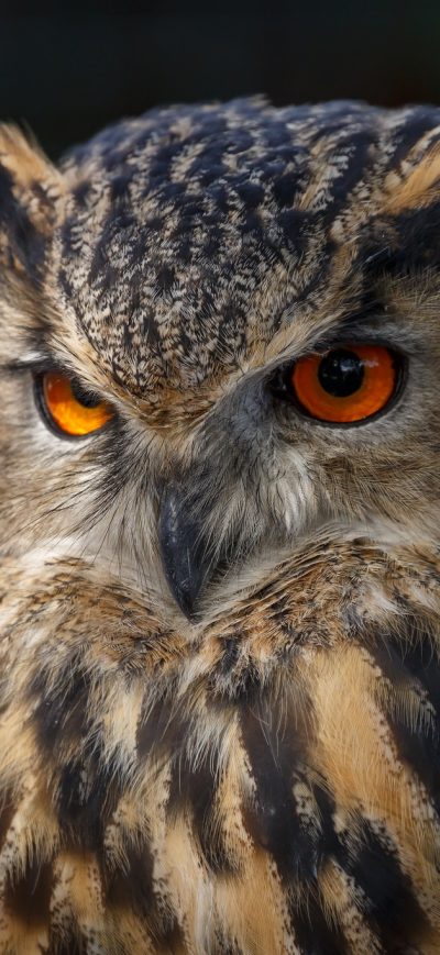 Fond d'écran Owl 4k sur iPhone