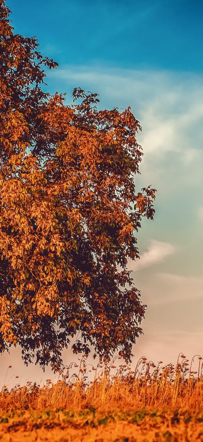 Fond d'écran iPhone Autumn Tree Branches 4k