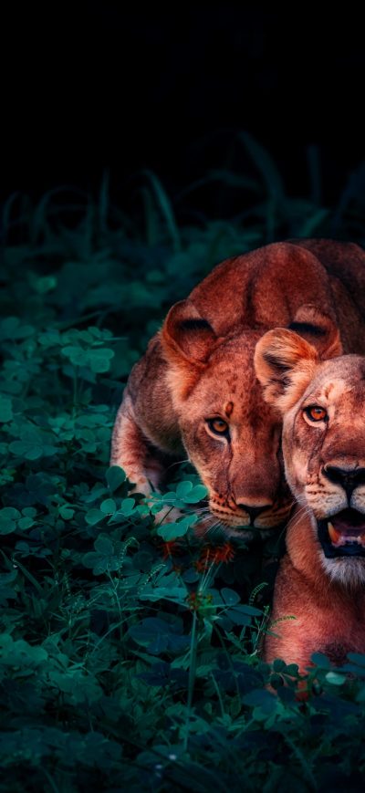 Fond d'écran iPhone Lion Cubs In Jungle