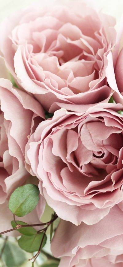 Fond d'écran iPhone Pink Roses