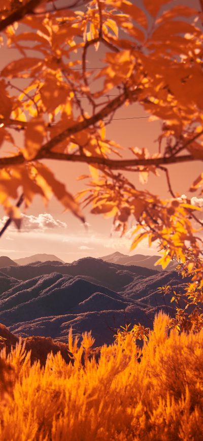 Fond d'écran iPhone Mountains View Between Autumn Tree Branches 5k