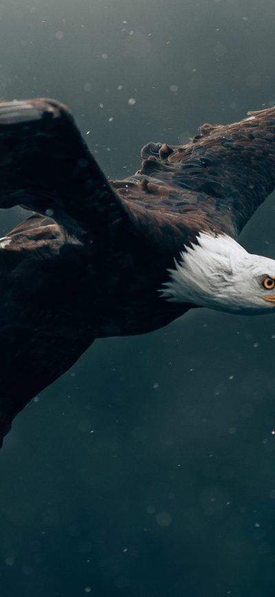 Fond d'écran iPhone Bald Eagle Flying 4k