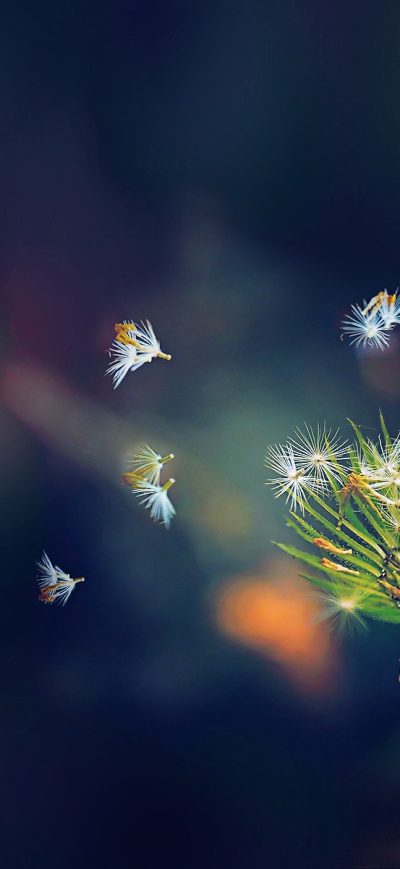 Fond d'écran iPhone Dandelion Flies Flowers