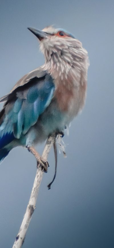 Fond d'écran iPhone Blue And Brown Bird On Tree 4k