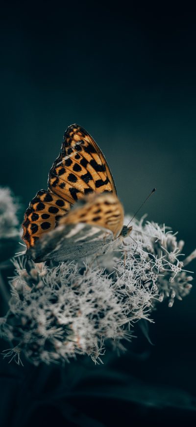 Fond d'écran iPhone A Orange Butterfly On Top Of An Flower 5k