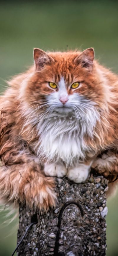 Fond d'écran iPhone Wild Cat 4k