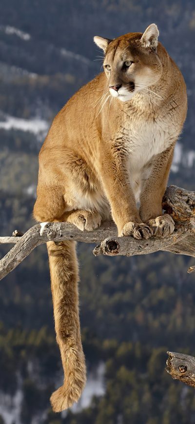 Fond d'écran iPhone Cougar On A Branch 4k