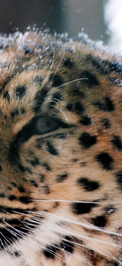 Fond d'écran iPhone Amur Leopard Wild Cat