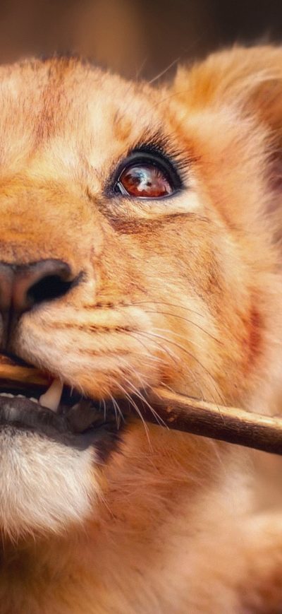 Fond d'écran iPhone Lion With Stick In Mouth 4k