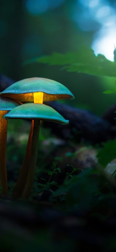 Fond d'écran iPhone Mushroom Plants Glowing 4k