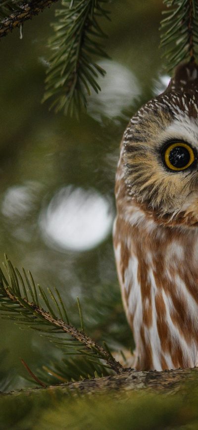 Fond d'écran iPhone Owl Bird