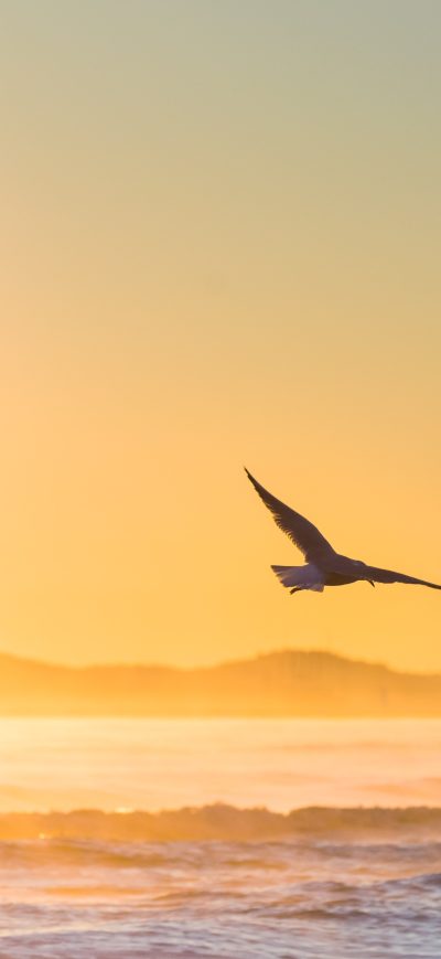Fond d'écran iPhone Sea Gull Flying In Epic Sunshine 5k