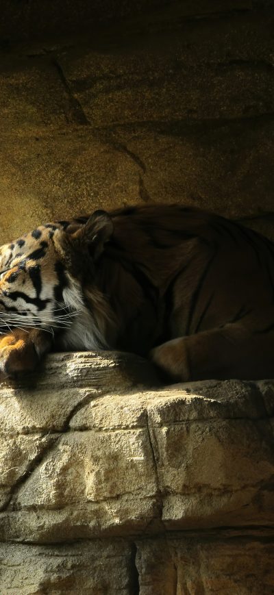 Fond d'écran iPhone Tiger Sleeping Closed Eyes 5k