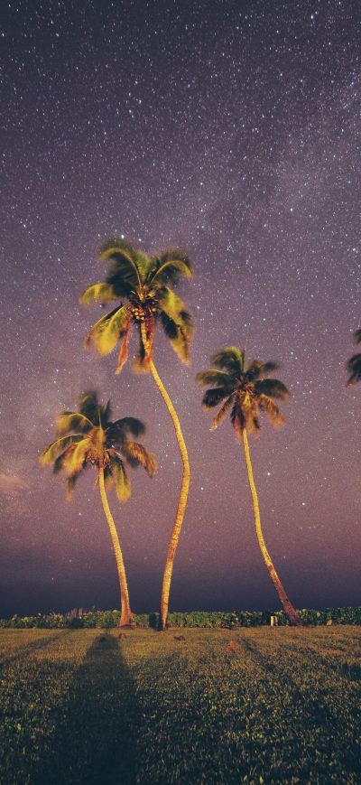 Fond d'écran iPhone Coconut Trees Under Starry Sky