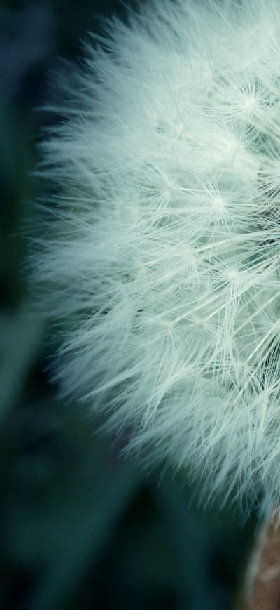 Fond d'écran iPhone Flower Fluff Macro