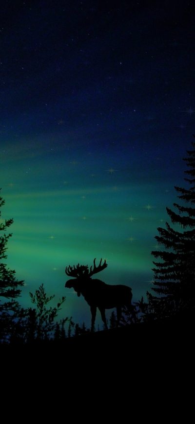 Fond d'écran iPhone Moose Forest Animal Dawn Silhouette Aurora