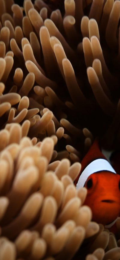 Fond d'écran iPhone Clownfish Sea 5k