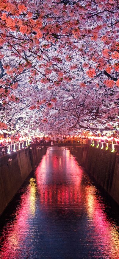 Fond d'écran iPhone Cherry Blossom Trees Covering River Canal