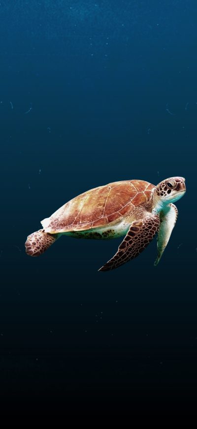 Fond d'écran iPhone Sea Turtle