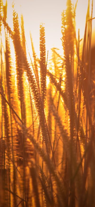 Fond d'écran iPhone Rice Agriculture Field Golden Hour Grass 5k