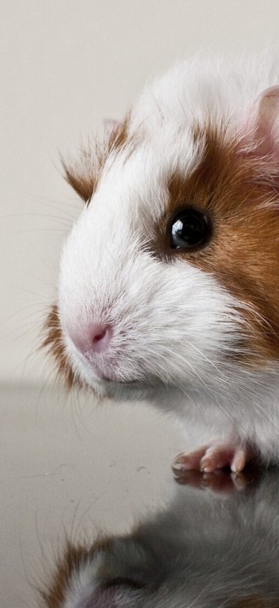 Fond d'écran Guienea Pig sur iPhone