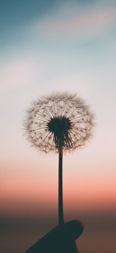 Fond d'écran iPhone Dandelion 4k