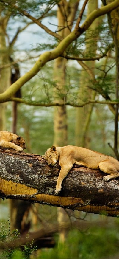 Fond d'écran iPhone Sleeping Lions