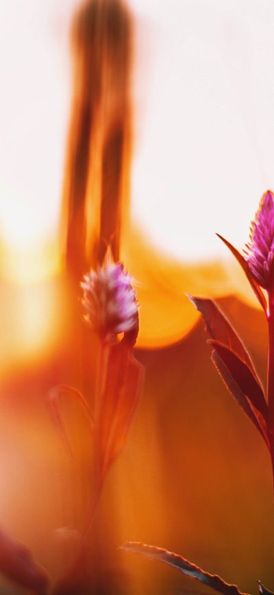 Fond d'écran iPhone Celosia Flowers Floara 5k
