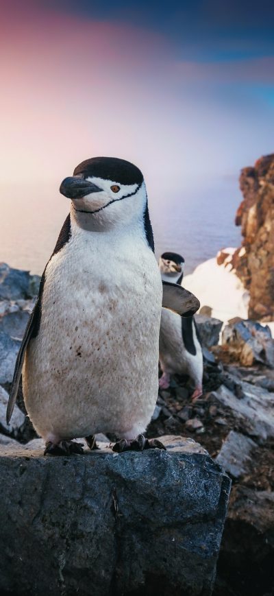Fond d'écran iPhone Chinstrap Penguin