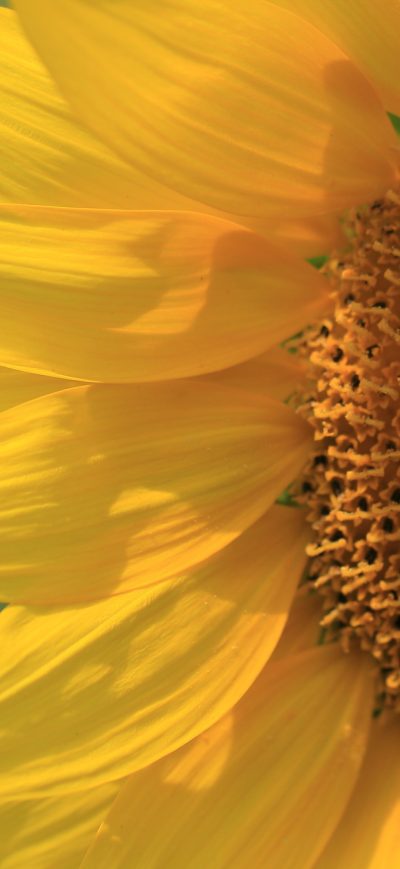 Fond d'écran iPhone Sunflower Close