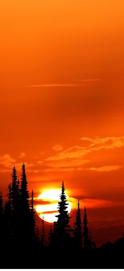 Fond d'écran iPhone Sunset Orange Forest 4k