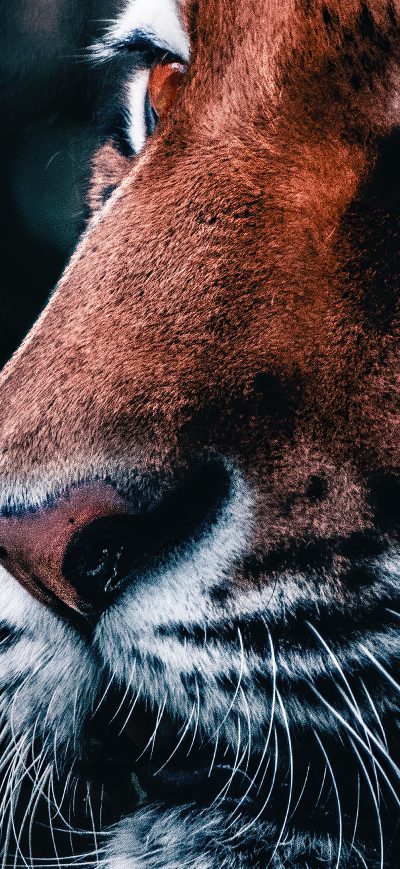 Fond d'écran iPhone Lion Closeup 4k