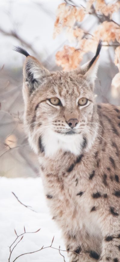 Fond d'écran iPhone Lynxes 5k