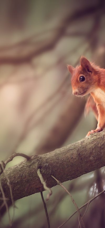 Fond d'écran iPhone Squirrel Sitting On Branch