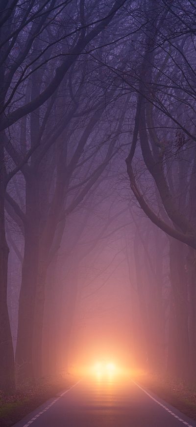 Fond d'écran iPhone Car Light Road Autumn Trees Foggy Weather