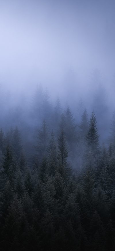Fond d'écran iPhone Fog Dark Forest Tress Landscape 5k